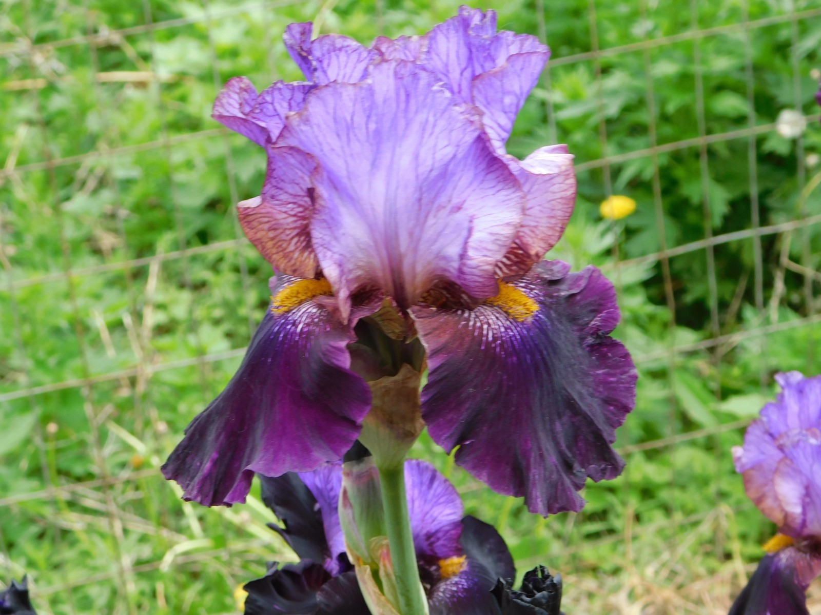Tall Bearded Iris ONE OF A KIND