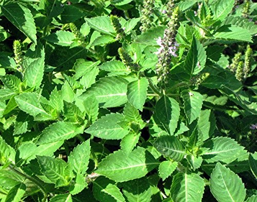 100 Indian Rama Tulsi Holy Sacred Basil Seeds Green Leaf Heirloom Non-GMO Tul…