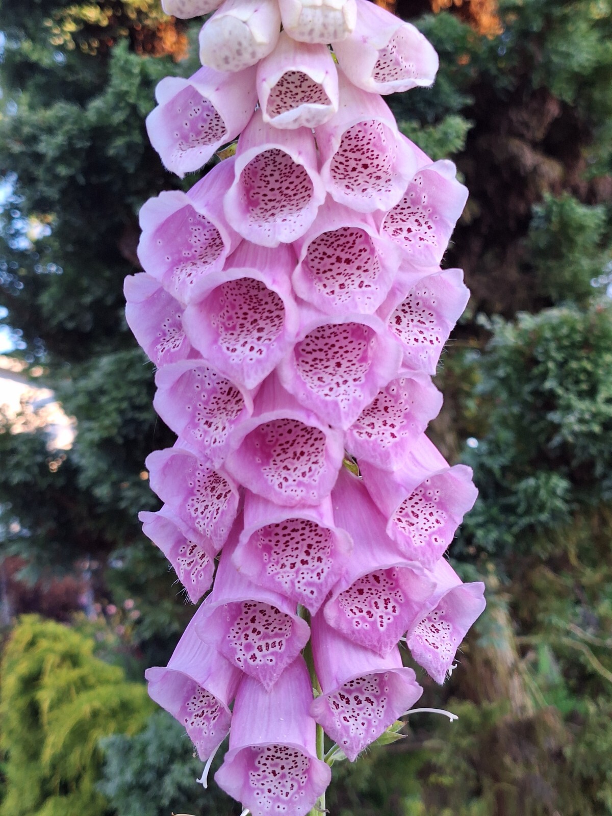 FOXGLOVE 1002 SEEDS DIGITALUS PURPUREA, SPOTTED PURPLE OR WHITE FLOWERS *BULK*