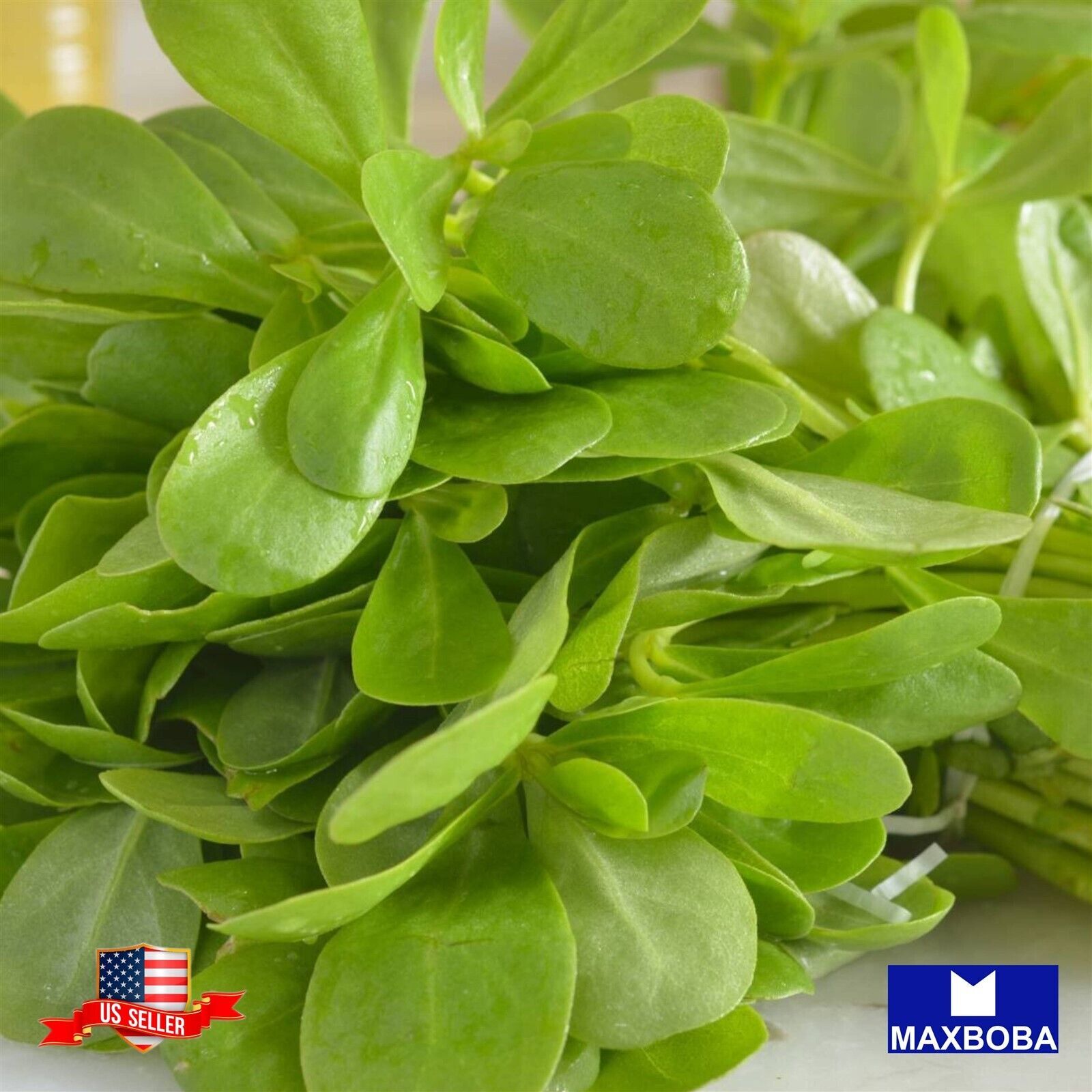 1600 Purslane Herb Seeds – Green Non-GMO Heirloom Vegetable BOGO 50% OFF