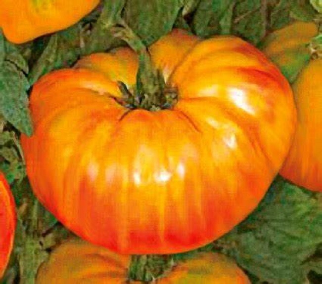 Pineapple Heirloom Tomato–30 Seeds–Multicolor Beefsteak Shipped WITH TRACKING