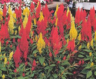 Celosia Century Mix 500 seeds