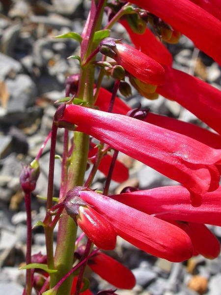 Penstemon eatonii | Firecracker Penstemon | 50 Seeds