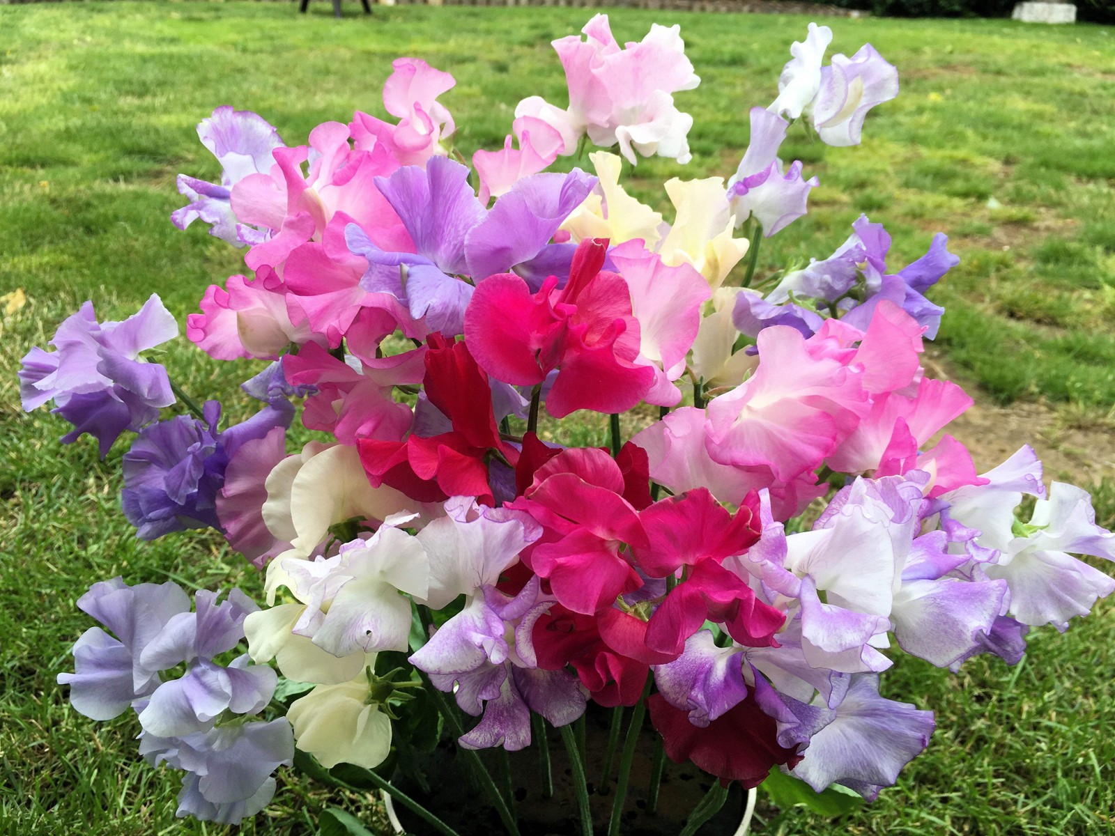 60 Mixed Colors SWEET PEA ROYAL Family Mix Lathyrus Odoratus Flower Vine Seeds