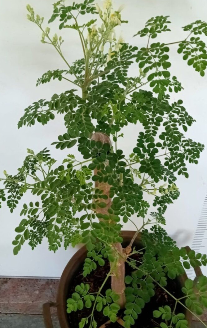 25 Dwarf Moringa Oleifera Drumstick horse radish tree Murungai Seeds
