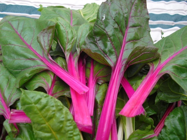 Swiss Chard Seed: Pink Lipstick Swiss Chard Fresh Seed