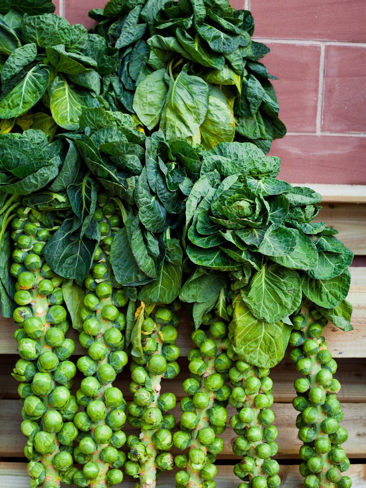 Long Island Brussels Sprouts, 200+ Seeds. Non-GMO~Heirloom~ Organic .