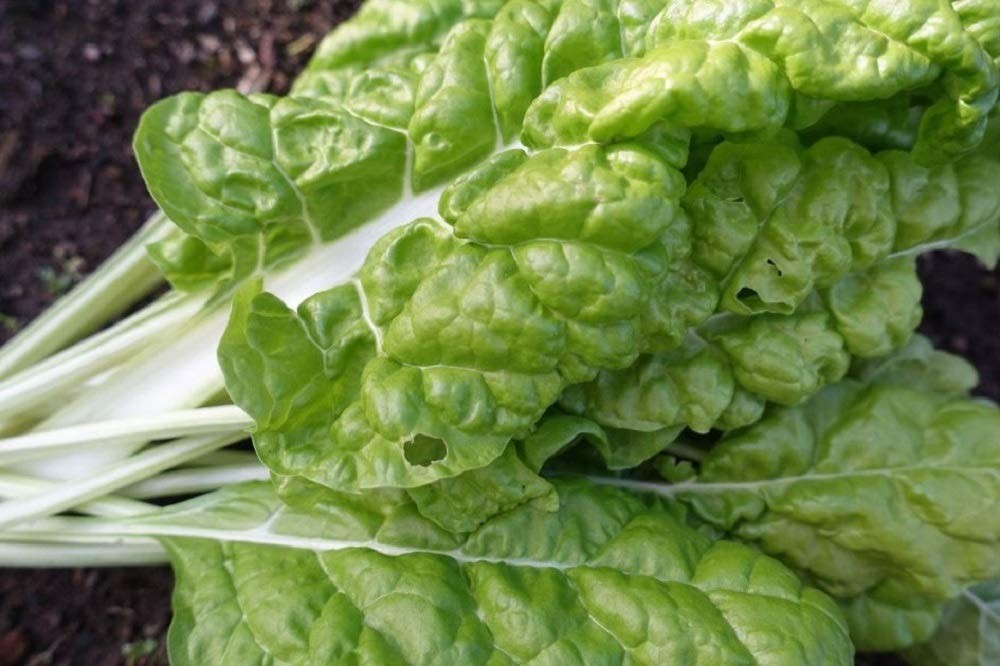 Lucullus Swiss Chard Seeds – Non-GMO, 25 Count Pack, Large Leaves & White Stems