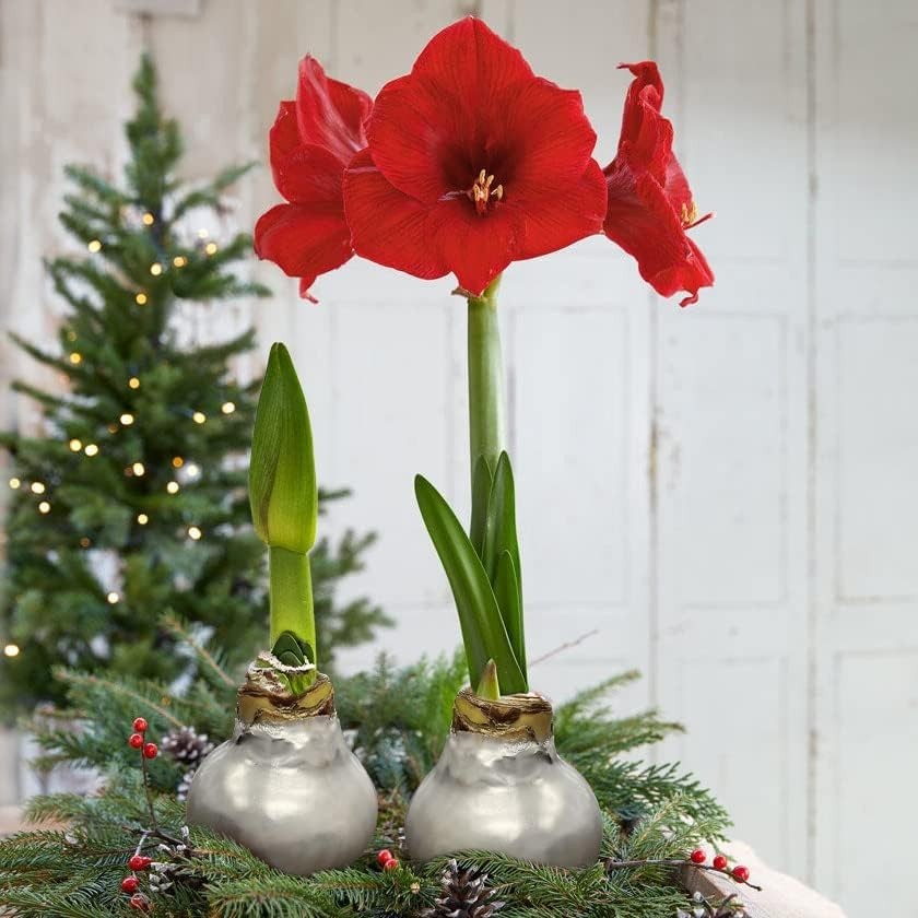 Silver Wax Amaryllis Bulbs – 2-Pack Live Holiday Plants