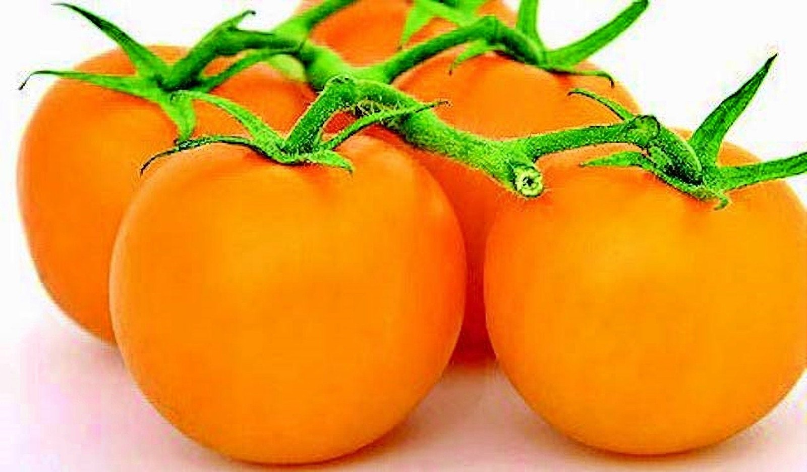 Jubilee, Tomato