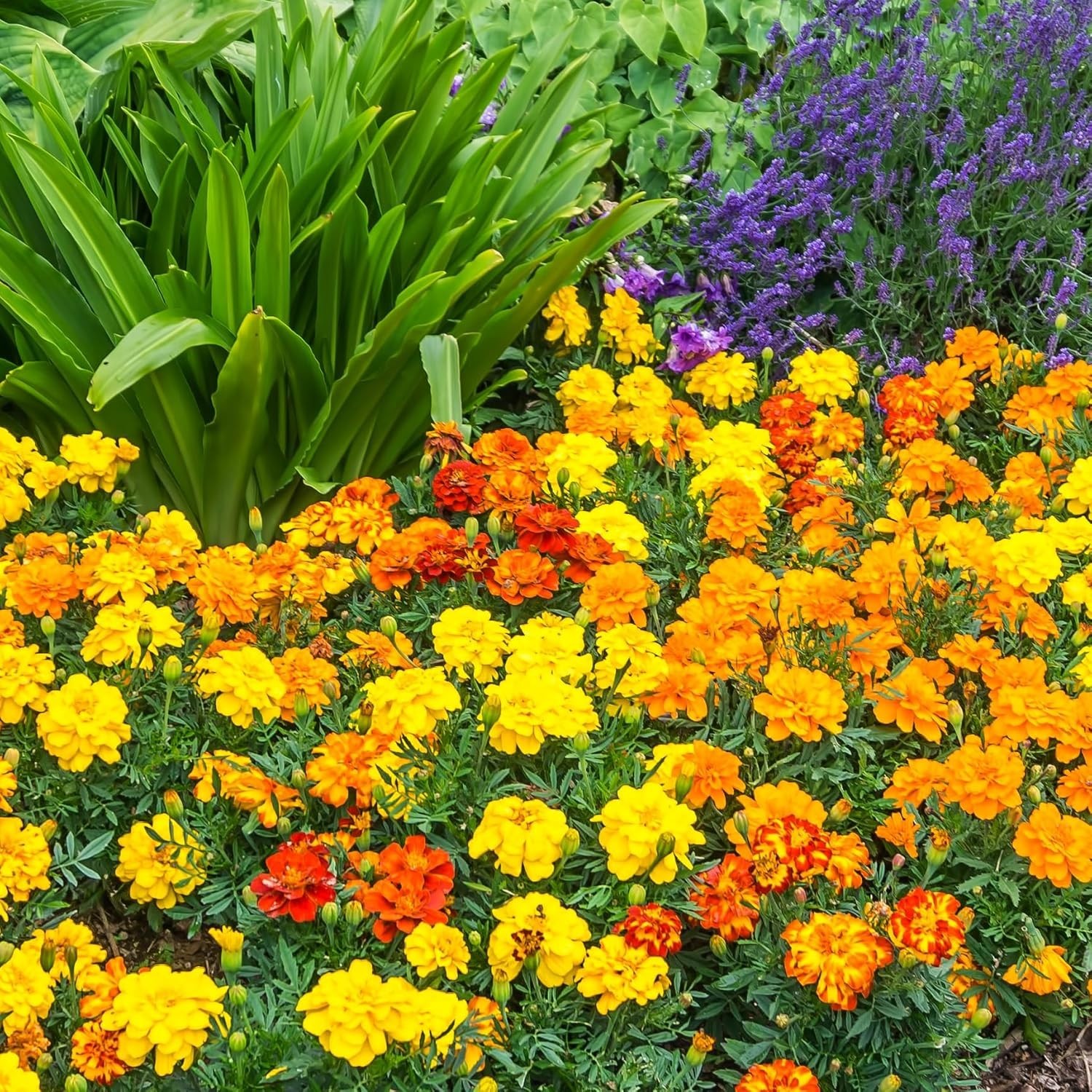 Beautiful Non-GMO Marigold Flower Seeds – Perfect for Outdoor Gardens, 200 pcs