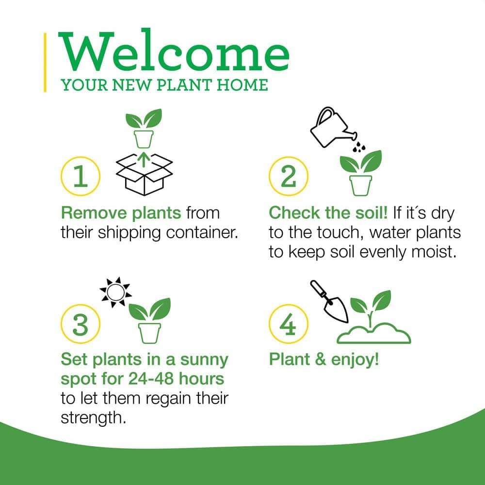 19 oz. Onion Chives Herb Plant (2-Pack)