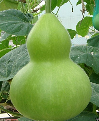 Giant Bottle Gourd Seed, Lagenaria leucantha var gourda,For ornamental use only.