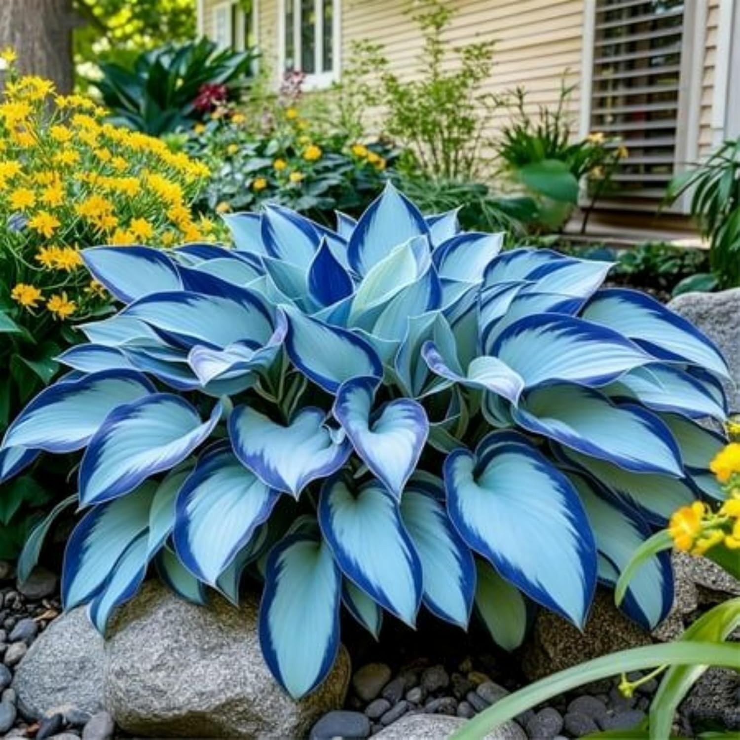320+ Hosta Seeds for Planting Perennial Heart-Shaped Hosta Bare Roots – Rich