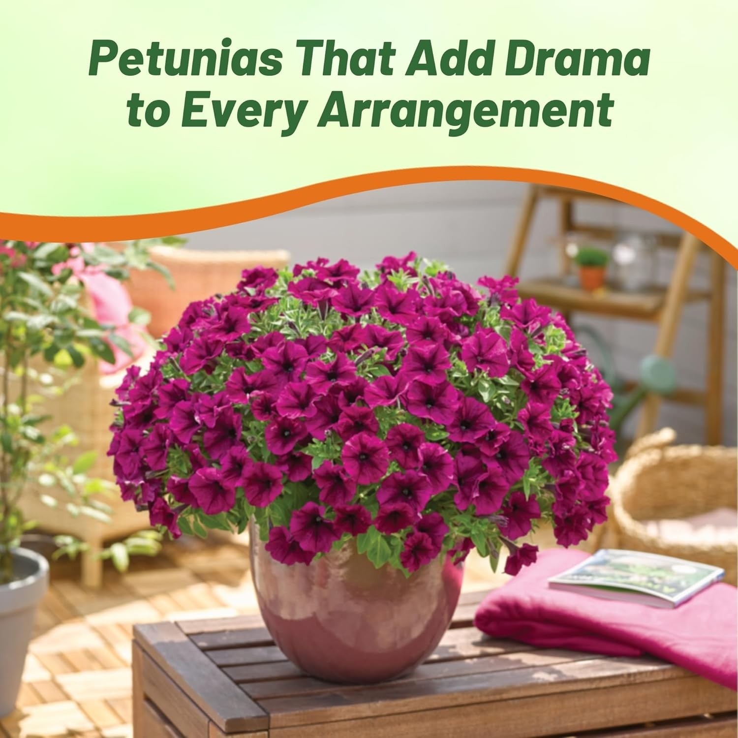 250 Seeds Petunia Grandiflora Seed – Burgundy Petunia Flower Seeds
