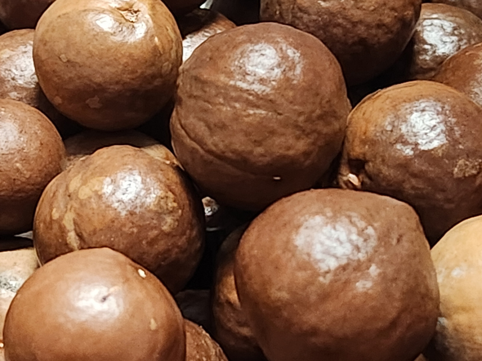 8 Disneyland California MACADAMIA NUT TREE PLANT SEEDS 5W6