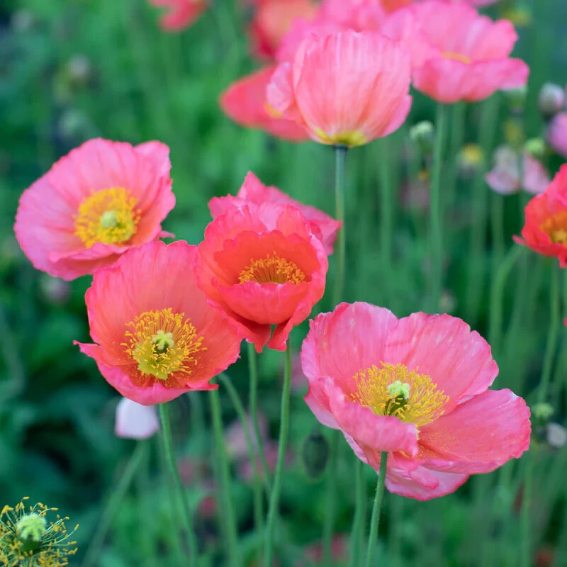 200+ Iceland Champagne Bubbles Pink Poppy Seeds for Garden – FREE SHIPPING!