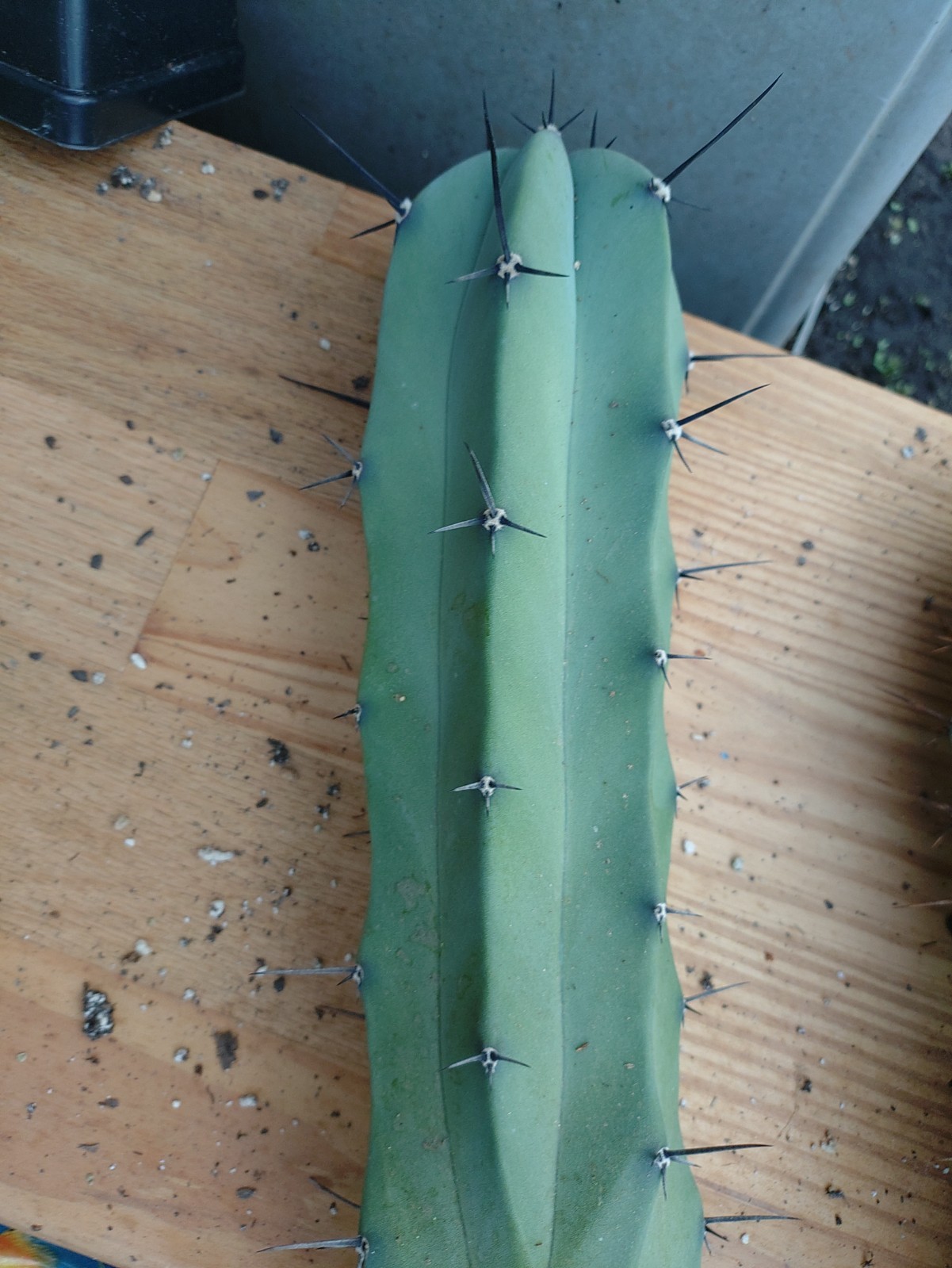 Myrtillocactus geometrizans (Blue Candle) LARGE 15″ tip ROOTED