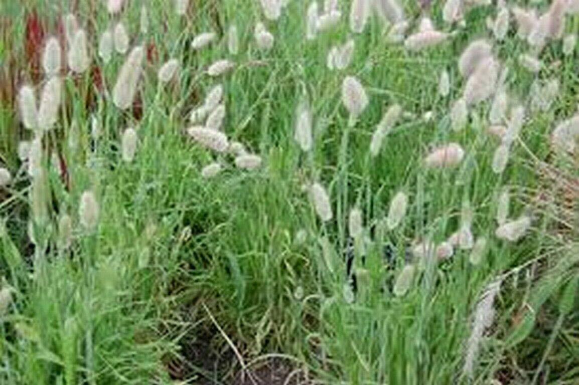 Bunny Tails Lagurus Ovatus [25 Seeds]