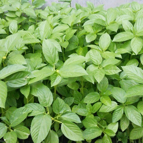 GREEN JUTE,EGYPTIAN SPINACH, SALUYOT SEEDS,ĐAY XANH (500+ PCS)|HIGH GERMINATION|