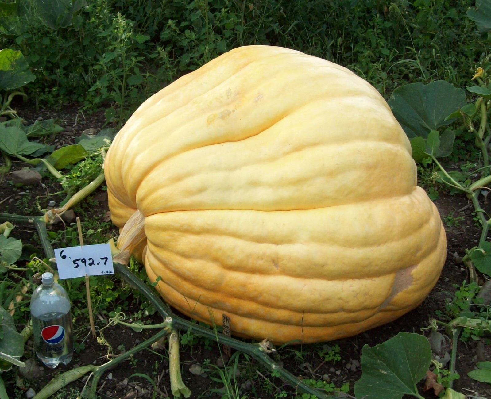 GIANT Pumpkin Seeds $1 Each-U GET 6! +2 X 3 Bonus Others!!! Grow THAT Pumpkin!!!