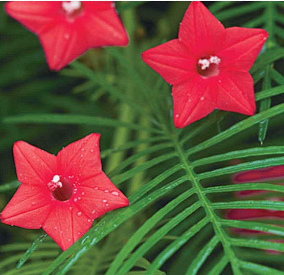 20 RED CYPRESS IVY VINE SEEDS