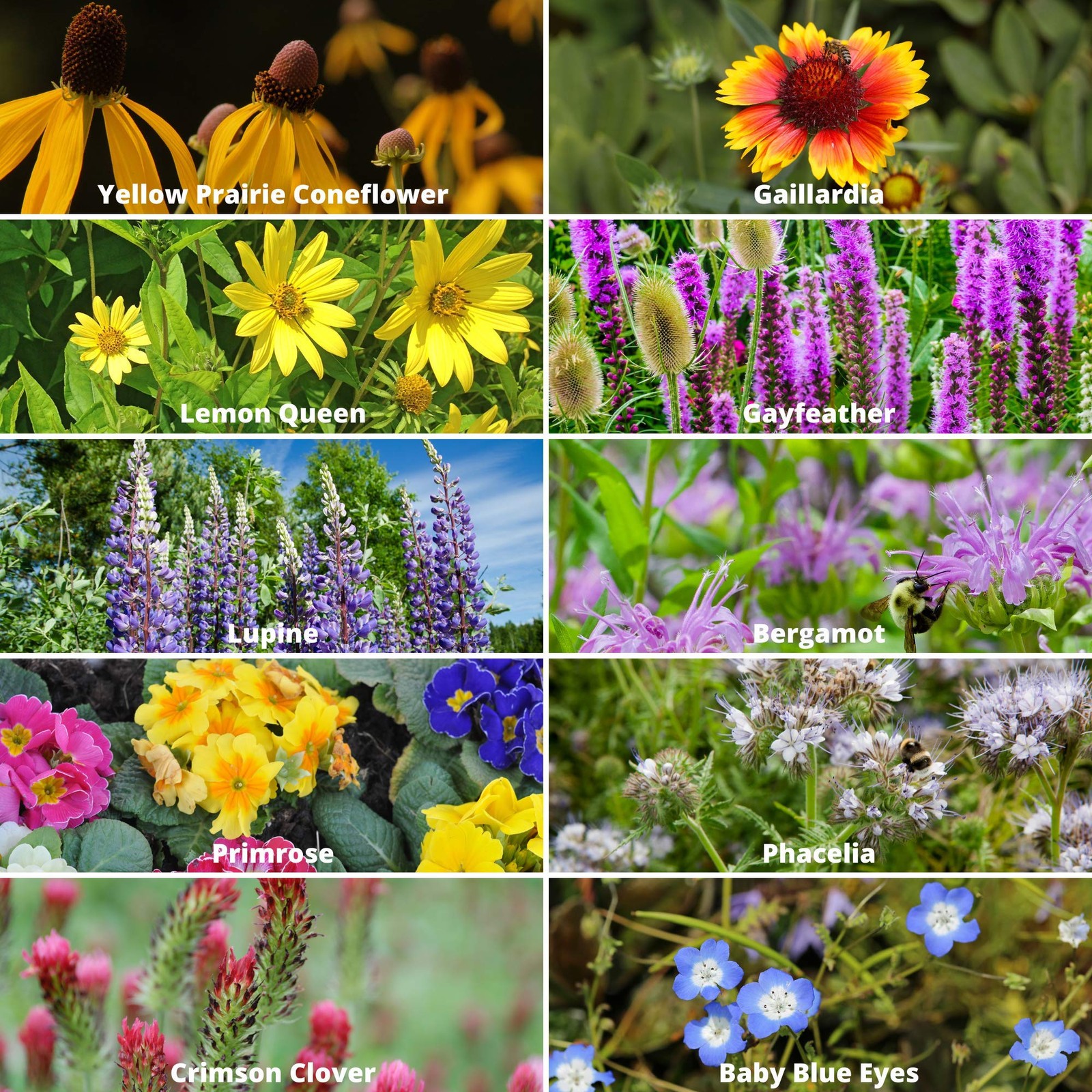 Wildflower Seeds Bulk, 2 Oz. 80,000+ Seeds – Save The Bees Mix with 19 Non-GM…