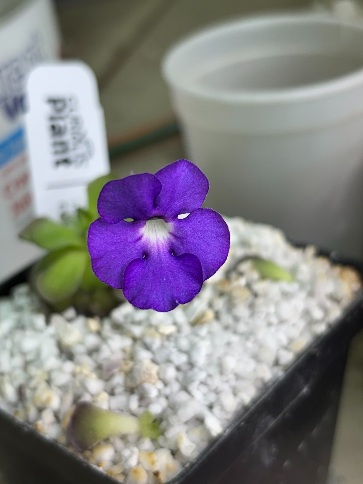 Pinguicula gigantea “white flower” x cyclosecta “Dulces Nombres” Seeds