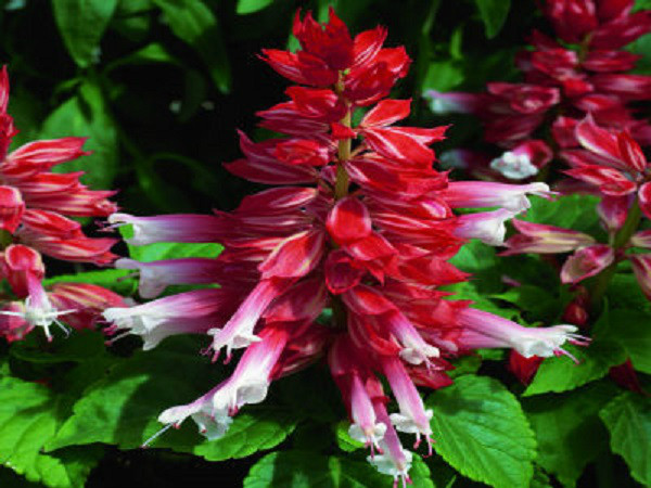 50 Salvia Seeds Salsa Scarlet Bi-color FLOWER SEEDS