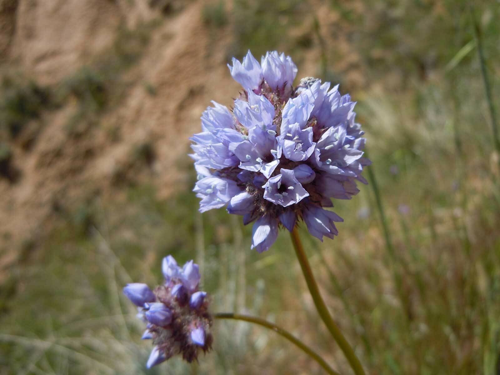Gilia capitata | Queen Annes Blue Thimble Flower| 100_Seeds