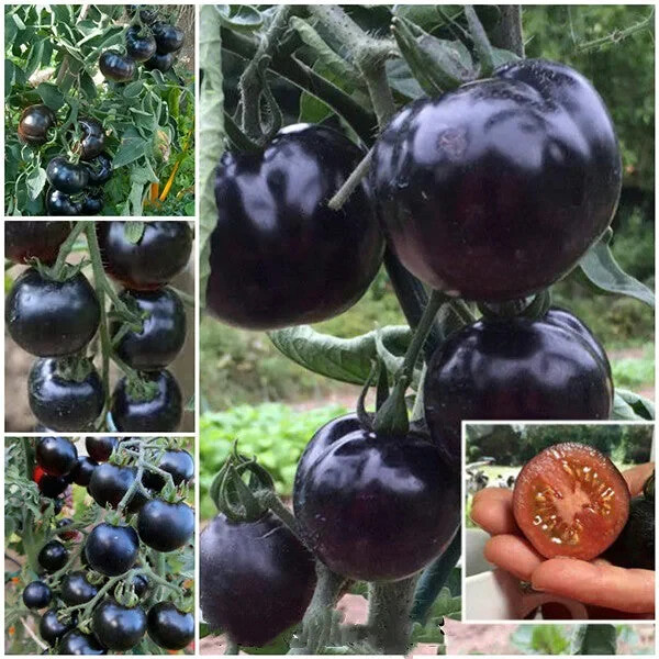 European Black Cherry Tomato Seeds – 100 Seeds – Non-GMO Heirloom Variety