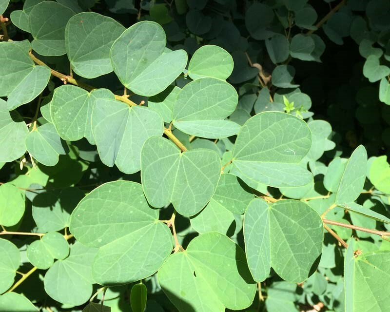 🌱 Bauhinia Racemosa 5 Seeds, Rare Medicinal Bidi Leaf Small Edible Tree Shrub