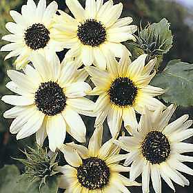 Helianthus Italian White 250 seeds