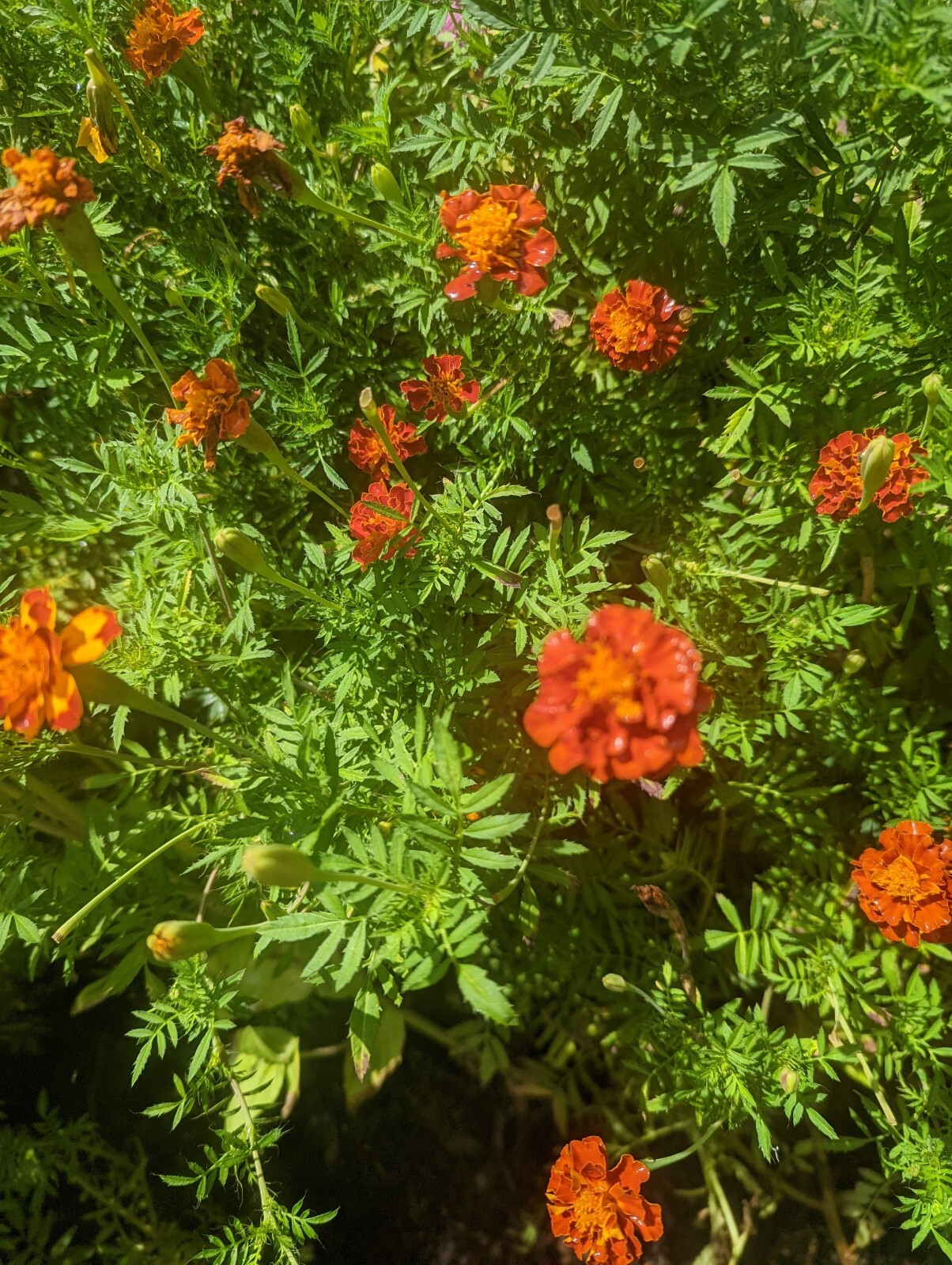 marigold flowers seeds USA 100 seeds per package