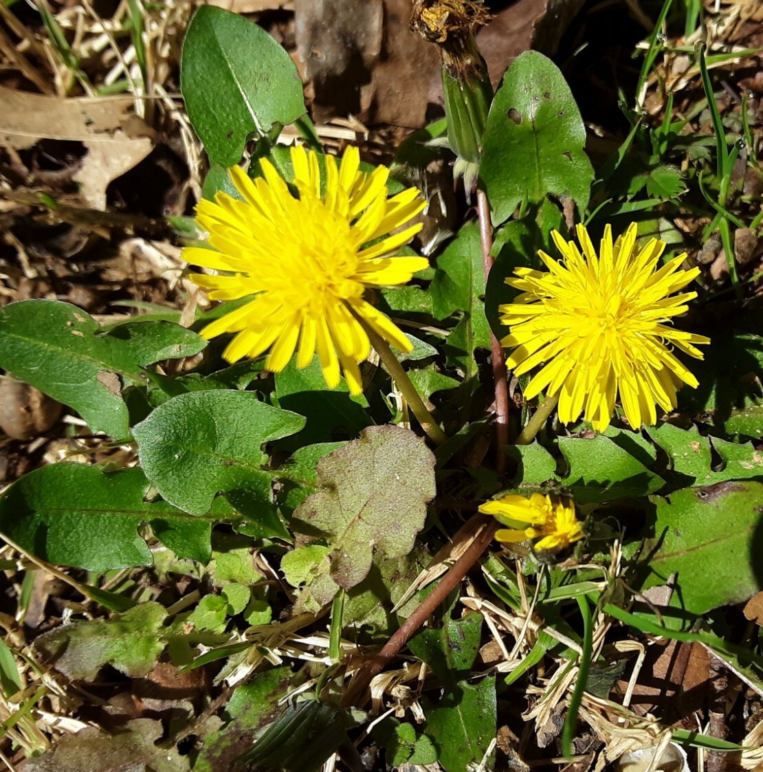 100 + Common Dandelion Seeds.US grown.