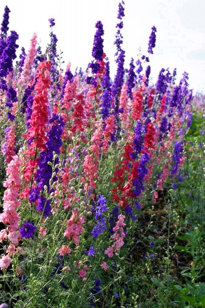 600+LARKSPUR Rocket IMPERIAL Mix Seeds Native Wildflower Cut Flowers Pollinators