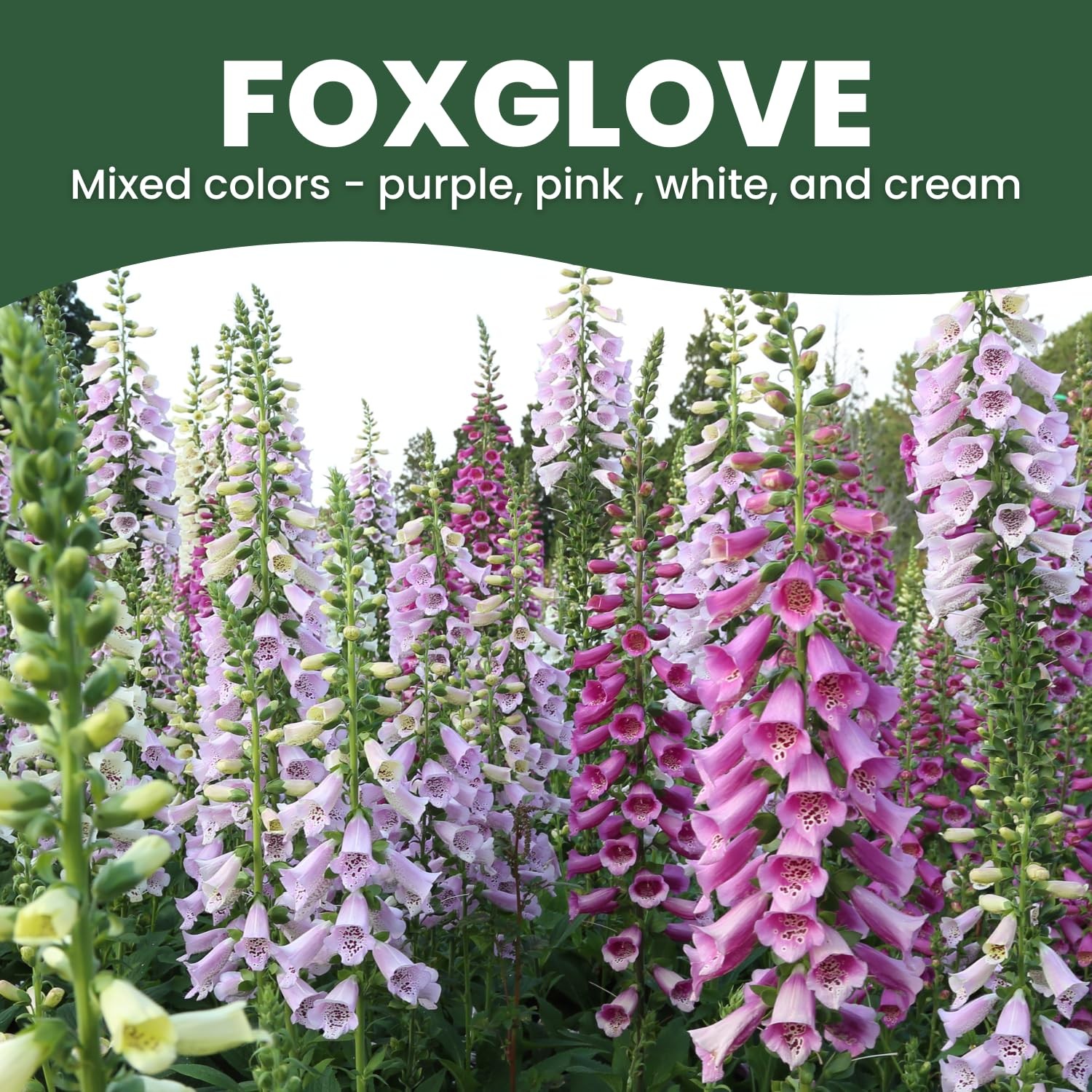 Mixed Color Foxglove Seeds 2,000 Count for 2026 Planting 1/2 Ounce Pouch
