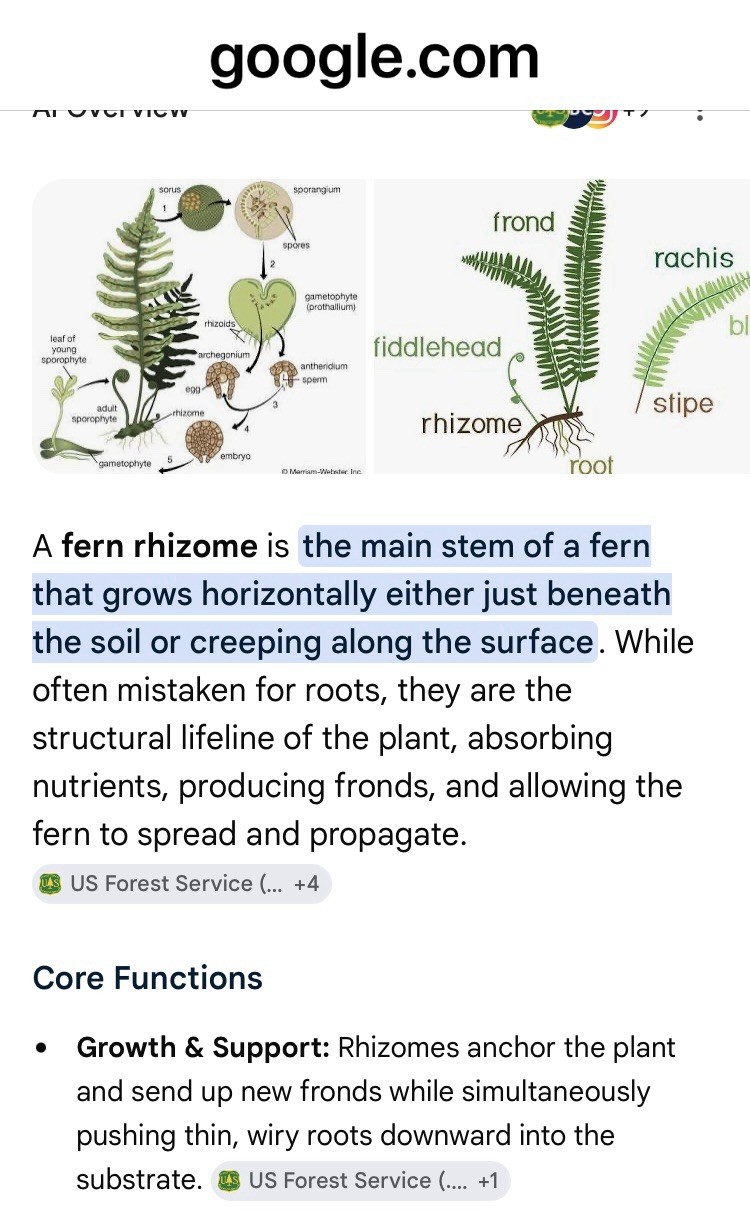 Christmas Fern – 12 Large Rhizomes Only No Greenery Organic Evergreen Native