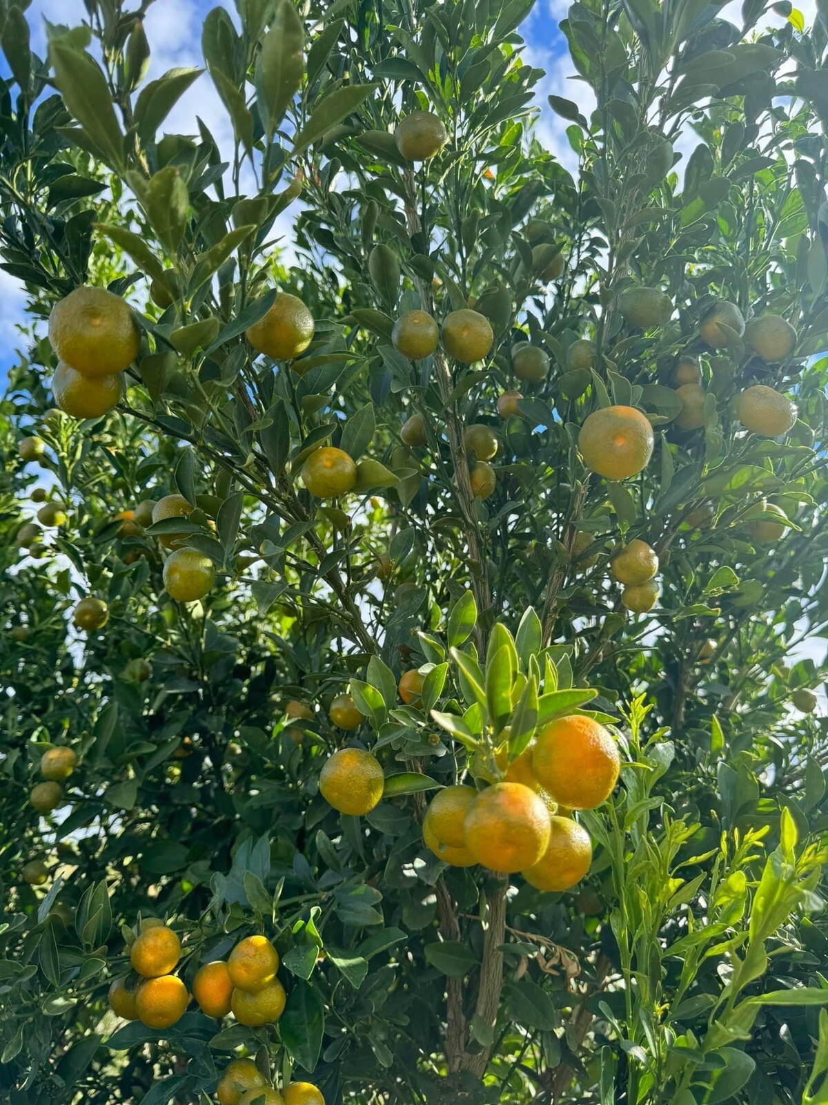 Meiwa Kumquat, Green Round Kumquat – 10 Seeds 2023 – USA