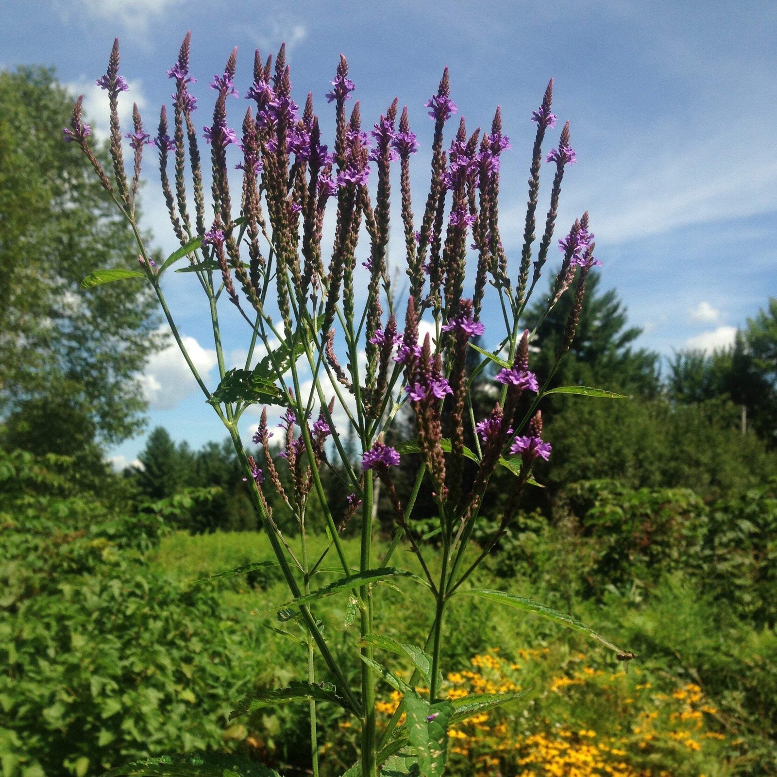 Blue Vervain Seeds (Verbena hastata) ~Traditional Herb Native Wildflower Garden
