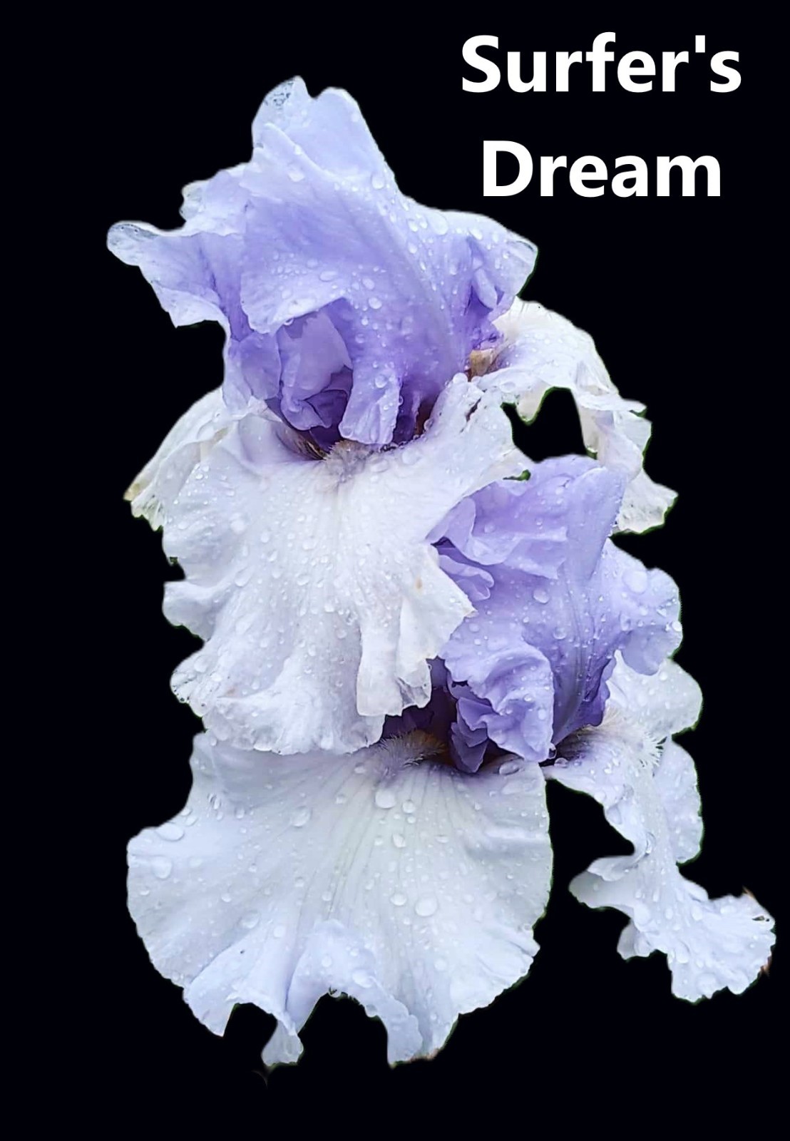 Tall Bearded Iris Rhizome ‘Surfer’s Dream’ 2008~ ONE Freshly dug, mature fan