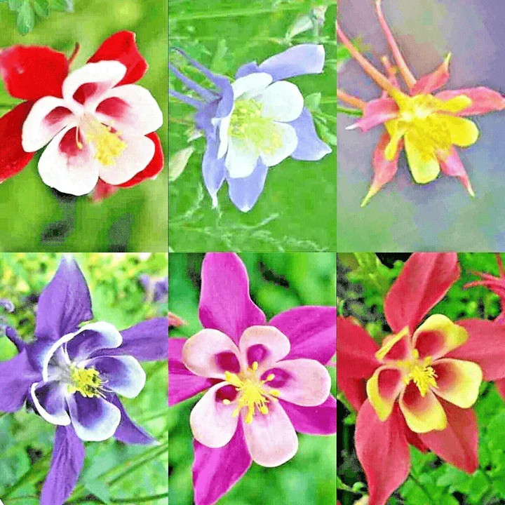 400+ MCKANA GIANTS COLUMBINE SEEDS — PERENNIAL MIX – HUMMINGBIRD / BUTTERFLIES
