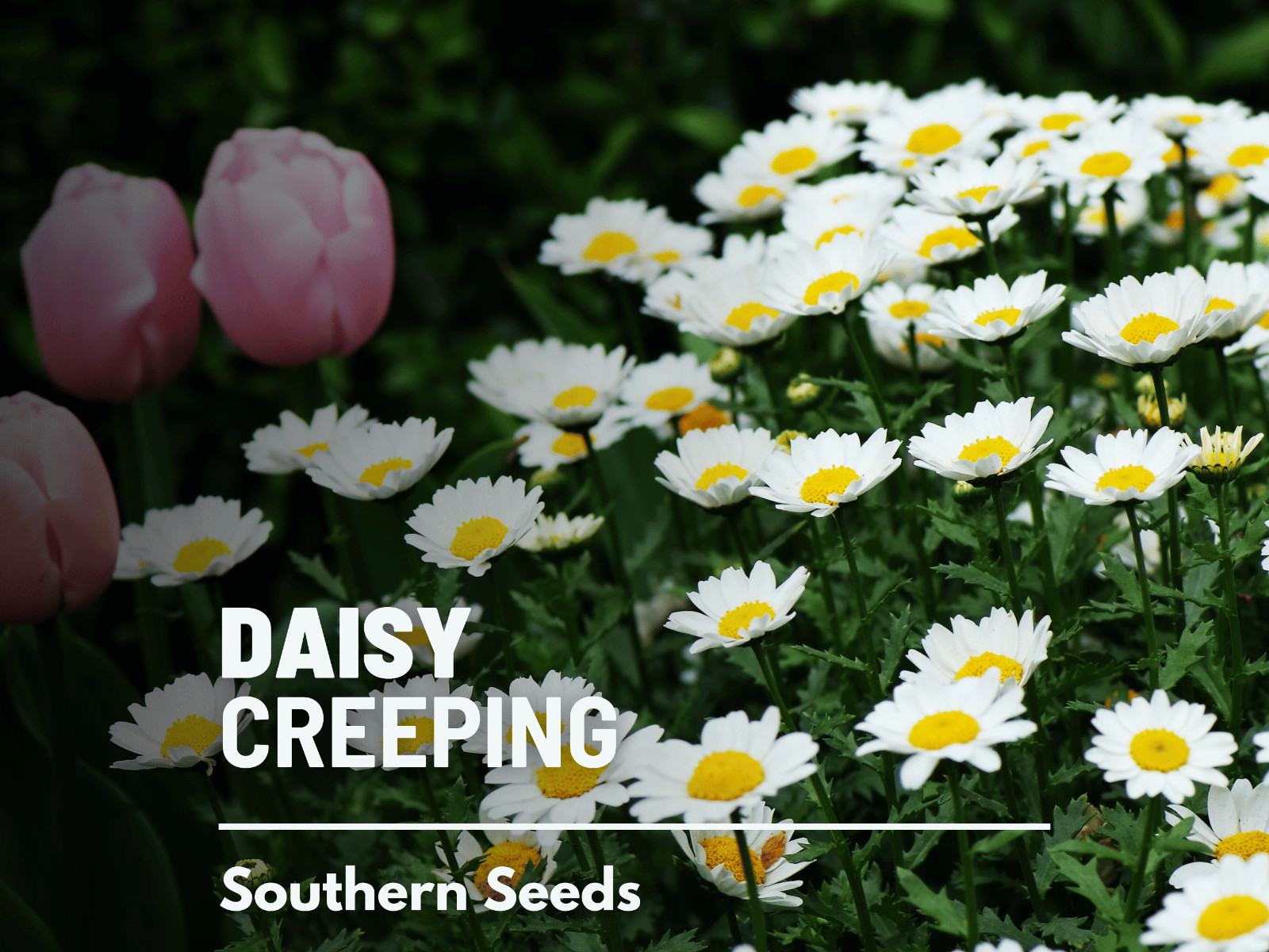 Daisy, Creeping seeds – Heirloom Flower (Chrysanthemum paludosum) – The perfect