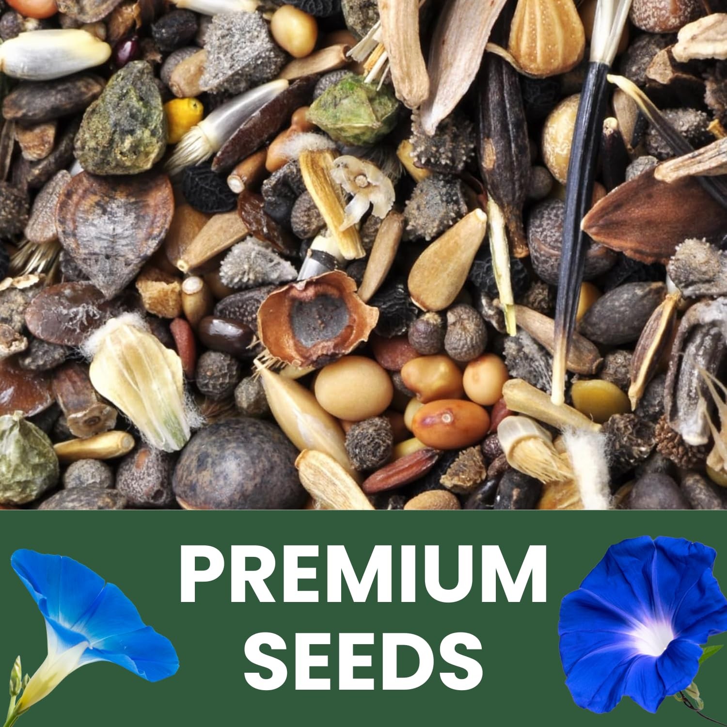 Heavenly Blue Morning Glory Seeds 3,000 Count for Planting, 4 Ounce Pouch