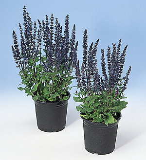 Salvia (Sage) officinalis 1,000 seeds