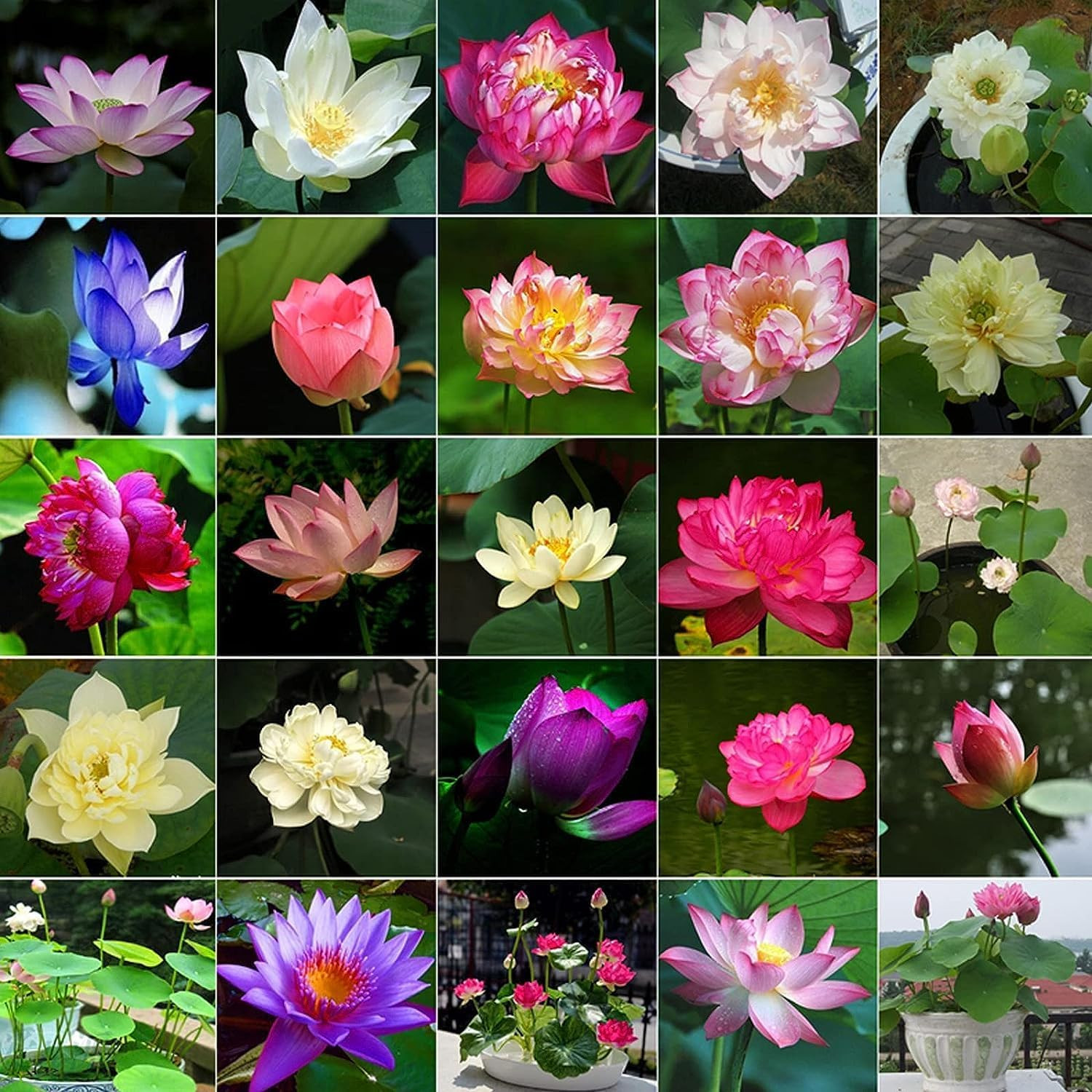 12Pcs Bowl Lotus Seeds for Planting – Bonsai Lotus Seeds, Water Lily Flower, Aqu