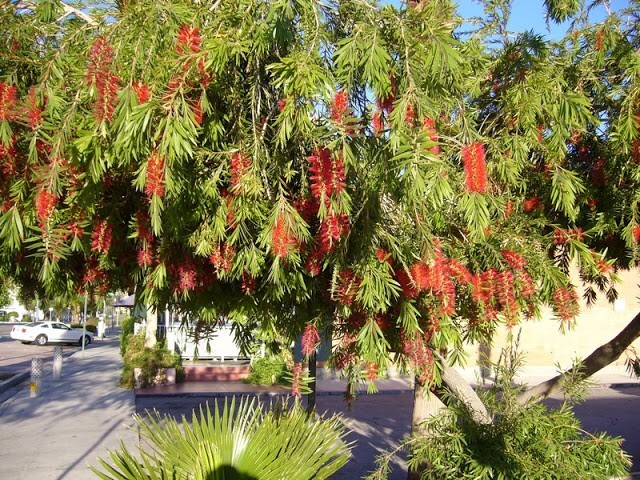 Callistemon Viminalis 5000+ Seeds, Ornamental Weeping Bottle Brush Tree, Bonsai