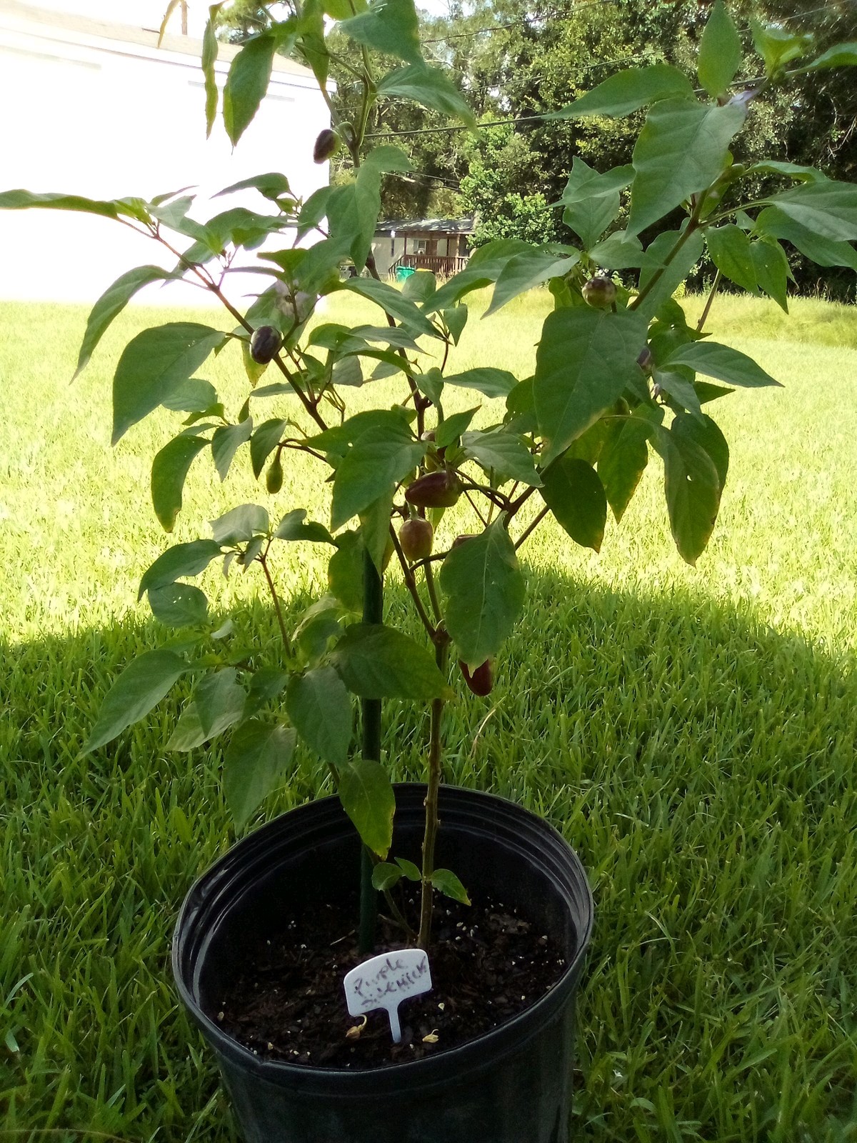 Purple Side Kick Pepper Seeds (Sweet&Spicy)
