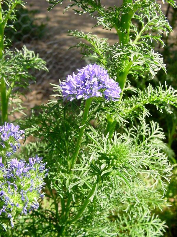 400+GLOBE GILIA THIMBLE Flower Seeds Native Southwest Wildflower Drought Heat