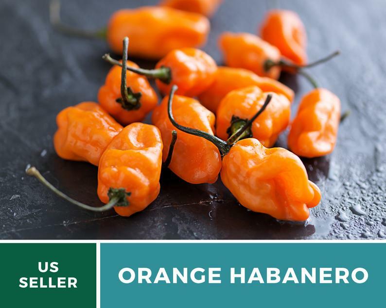 Pepper, Habanero Orange – 30 Seeds – Easy to Grow – Heirloom – GMO Free